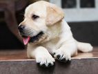 Labrador Puppies