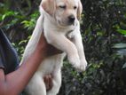 Labrador Puppies