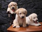 Labrador Puppies