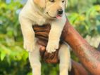 Labrador Puppies