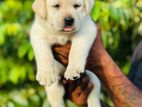 Labrador Puppies