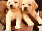 Labrador Puppies