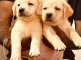 Labrador Puppies