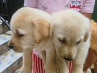 Labrador Puppies