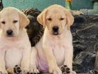 Labrador Puppies