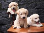 Labrador Puppies