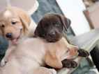 Labrador Puppies