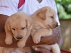 Labrador Puppies