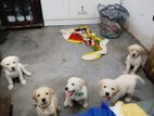 Labrador Puppies