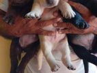 Labrador Puppies