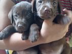 Labrador Puppies