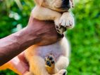 Labrador Puppies