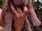 Labrador Puppies