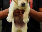 Labrador Puppies