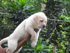 Labrador Puppies