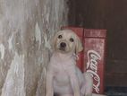 Labrador Puppies