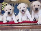 Labrador Puppies