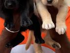 Labrador Puppies