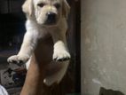 Labrador Puppies
