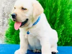 Labrador Puppies