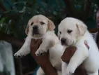 Labrador Puppies