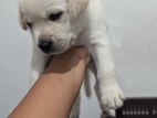 Labrador Puppies