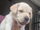 Labrador Puppies