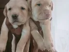 Labrador Puppies