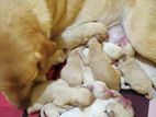 Labrador Puppies