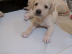 Labrador Puppies