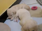 Labrador Retriever Puppies