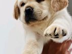 Labrador Puppies