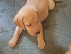 Labrador Puppy