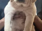 Labrador Puppies