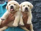 Labrador Puppies