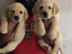 Labrador Puppies