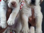 Labrador Puppies