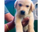 Labrador Puppies
