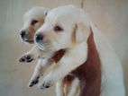Labrador Puppies
