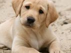 Labrador Puppies