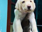 Labrador Puppies