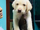 Labrador Puppies