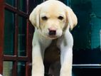 Labrador Puppies