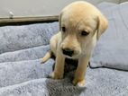 Labrador Puppies