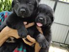Labrador Puppies
