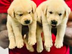 Labrador Puppies