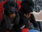 Labrador Puppies