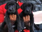 Labrador Puppies