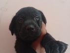 Labrador Puppies