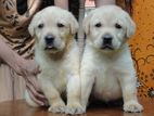 Labrador Puppies
